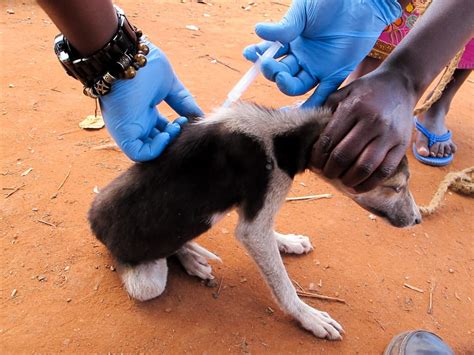 The Unpredictable World Of Vaccines: 5 Essential Facts About Rabies Shots For Dogs
