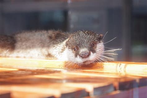 world otter day