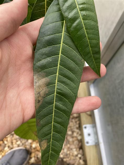 mango tree sapling 3