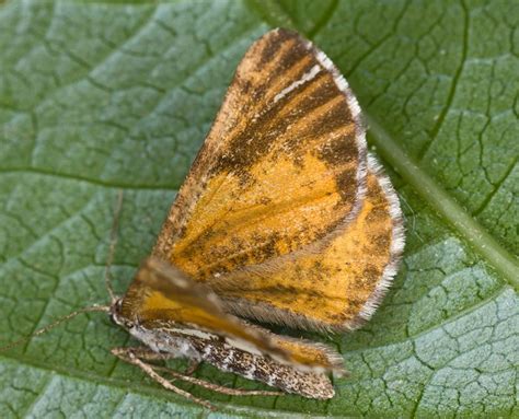 Geometridae