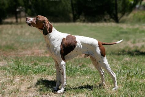 pointer dog breed wikipedia
