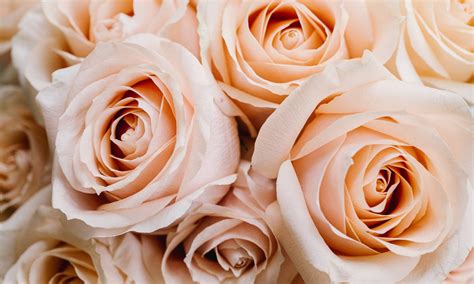 meanings    rose colors   gift   bend