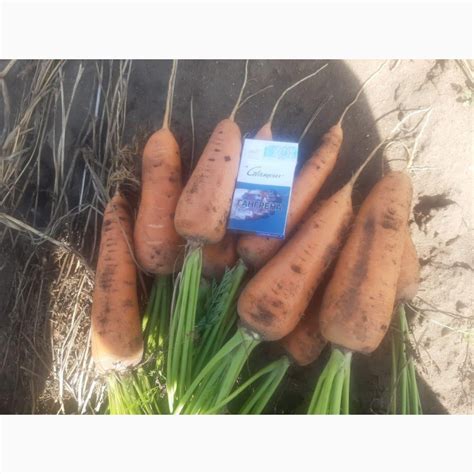 Морковь оптом от 58 тг./кг — Agro-Kazakhstan