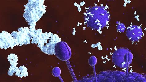 Affen-Experiment: Antikörper schützen monatelang vor HIV - WELT