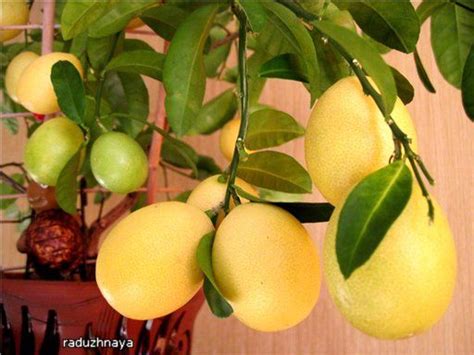 Лаймкват \ Лимонелла (Limequat \ Limonella) - Цветочный форум
