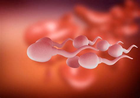 Try this to increase sperm count, beneficial for men - The Monk