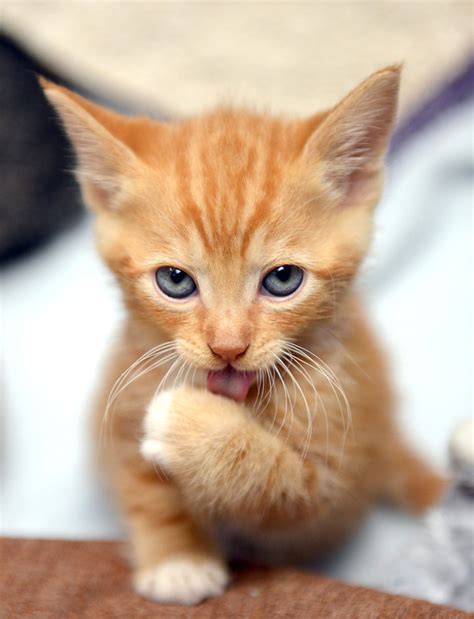 Silly Kitty – Aime Bradshaw