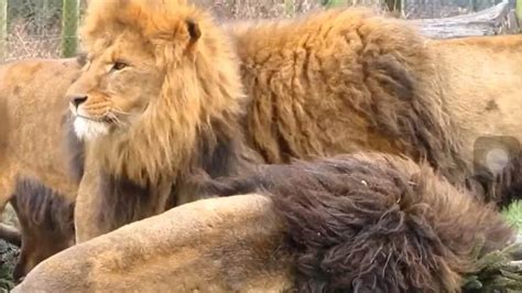 Barbary Lion Size: How Big Were These Majestic Beasts? | The Infox