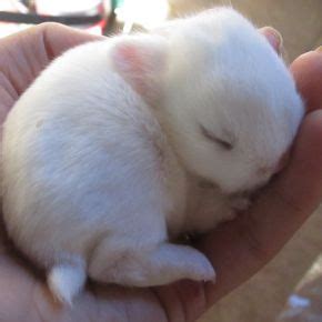 Is a new baby bunny on the way? Here’s everything you’ll need! - Rowan Vets