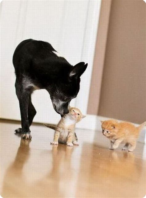 Как кошка с собакой – Подборка 12 - ZooPicture.ru | Cute animals, Cats ...