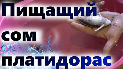 Пищащий сом платидорас - YouTube