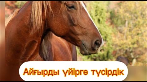 Айғырды үйірге түсіру - YouTube