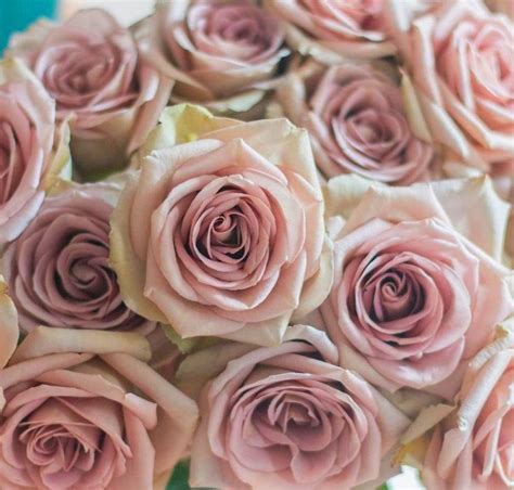 Amnesia Roses : r/Roses