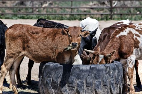 Free Images : farm, rural, cow, herd, farming, pasture, grazing ...