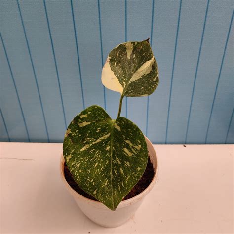 Monstera Deliciosa "Thai Constellation" - NurseryBuy