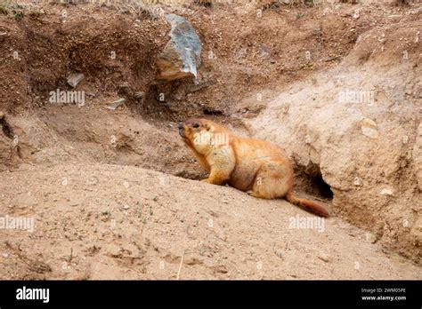 Tarbagan marmot (Marmota sibirica), near by his burrow, Hustai National ...