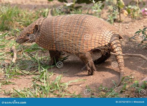 Six-banded or Yellow Armadillo Stock Image - Image of brazil, south ...