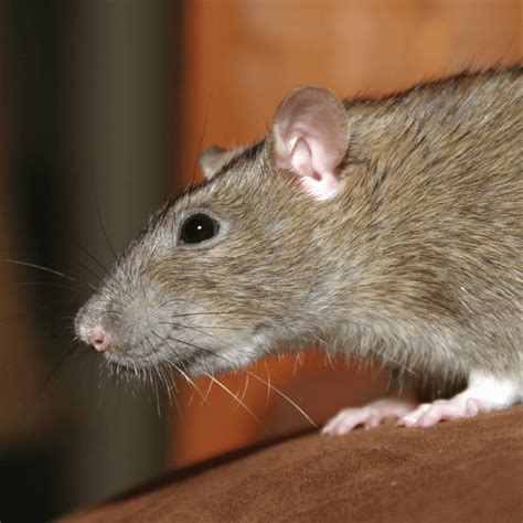 Difference Between Norway Rat And Roof Rat