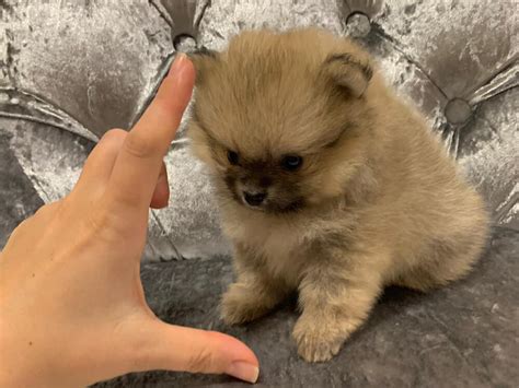 brown micro teacup pomeranian white pomeranian   white
