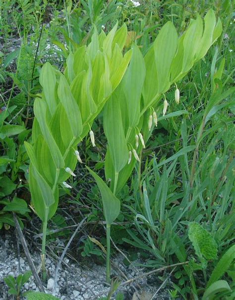Купена - Polygonatum. Флора Ульяновской области.