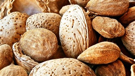 gambar pohon alam menanam buah kering makanan menghasilkan
