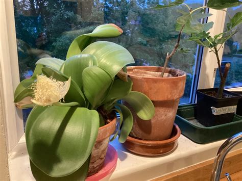 A houseplant identification one | Mumsnet