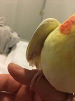 Urgent - Injured wing on female cockatiel | Avian Avenue Parrot Forum