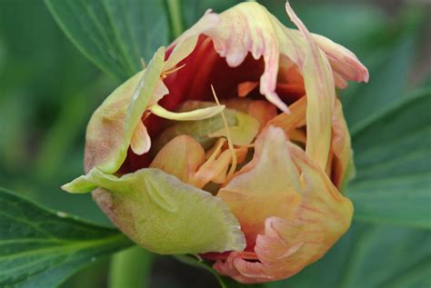 Paeonia Itoh-hybrid 'Callie´s Memory' | Peonies, Flowers, Plants