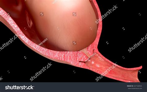 Mucus Plug 3d Illustration - 427160554 : Shutterstock