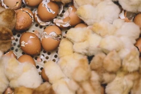 Poultry Hatcheries Stock Photos, Pictures & Royalty-Free Images - iStock