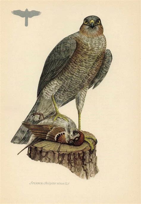 Перепелятник, или ястреб-перепелятник — Accipiter nisus / Галерея ...