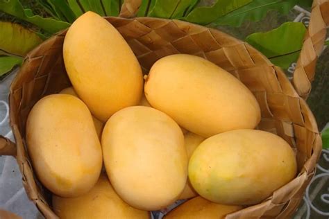 famous philippine carabao mango vrogueco
