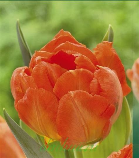 Тюльпан Monte Orange | Tulips, Flowers, Rose