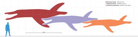 Pliosaurus size chart for wikipedia (updated) by AlternatePrehistory on ...