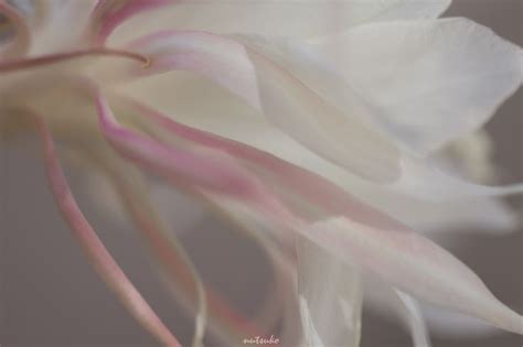 Pin by 영혼의 꽃 on flowers | Pink, Eye candy, Aesthetic