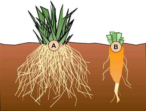 Fibrous Root System Vs Taproot System