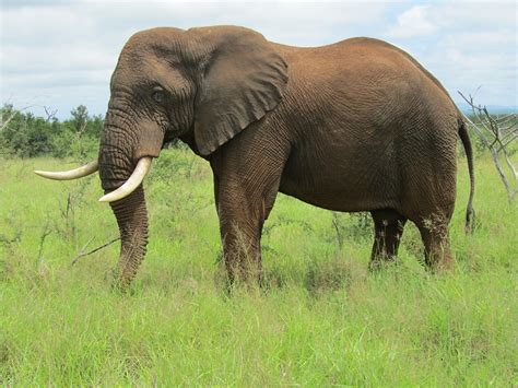 Afrikanische Elefant - Kostenloses Foto auf Pixabay