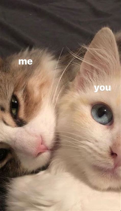 pin   liubov morkov vse takoe funny cute cats cute cat
