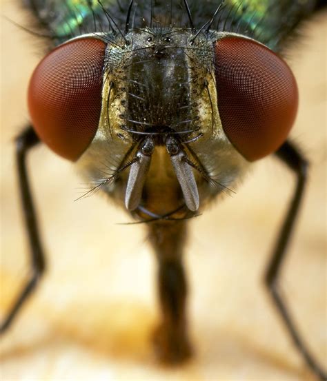 Flies: gross uninvited summer guests | Bug Blog | Flick Pest Control