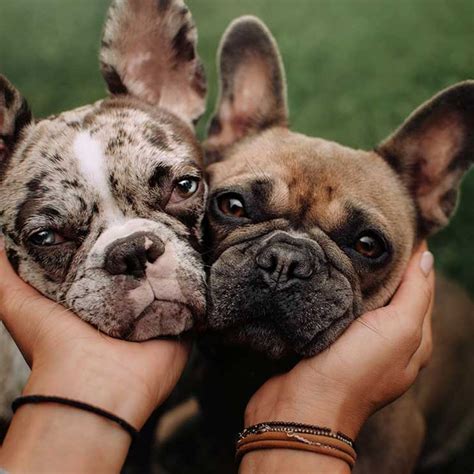 Bulldog francés o carlino, ¿qué raza de perro es más inteligente?