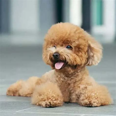 Poodle Dogs Breed: Facts and Information