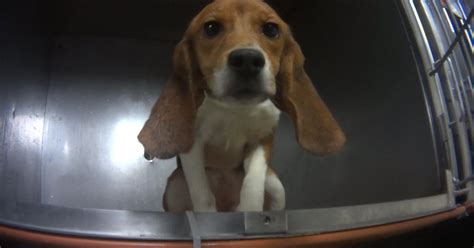 36 Beagles in Cruel Year-Long Lab Experiment to Be Released