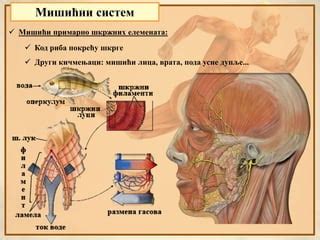 Misicni sistem | PPT