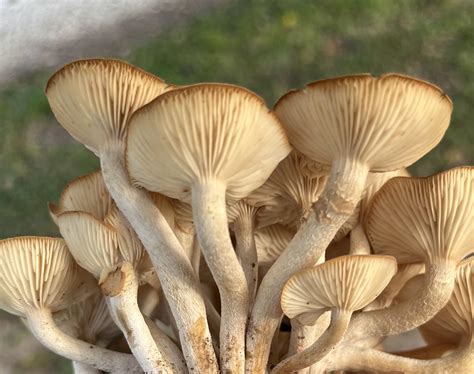 Ringless Honey Mushrooms, Any Best Recipes? : r/foraging