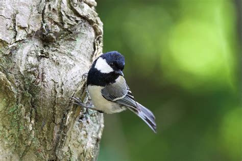 Japanese Tits Picture What They're 'Talking' About | National Geographic