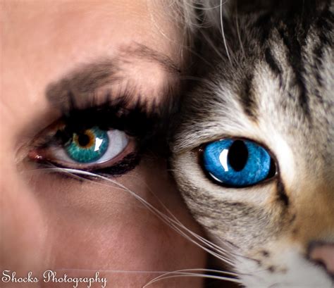 Cats — Shocks Photography