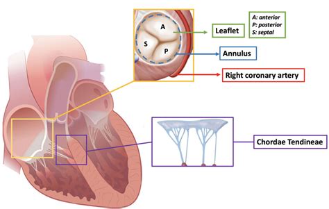 Anatomy of the tricuspid valve. | Download Scientific Diagram