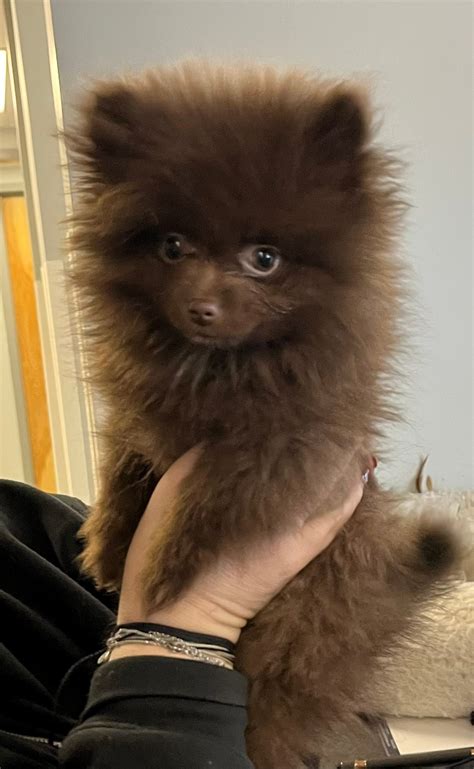 levittown animal hospital 1