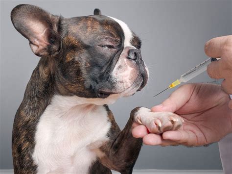 Prednisolona para perros: beneficios y usos veterinarios ...