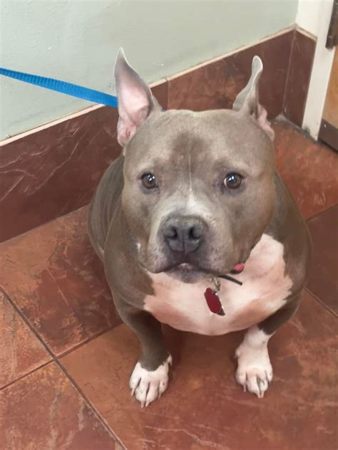 Green Summit Animal Clinic | Lees Summit MO
